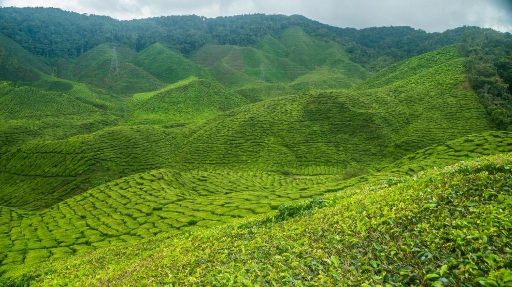 Netasha Holiday Inn And Apartment Cameron Highlands Bagian luar foto