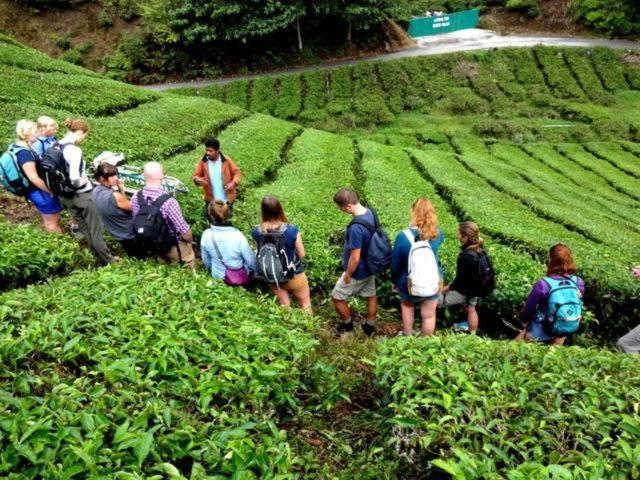 Netasha Holiday Inn And Apartment Cameron Highlands Bagian luar foto